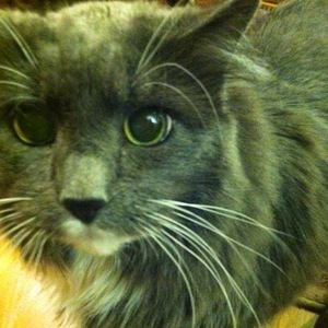 Meet your Posher, Arthur